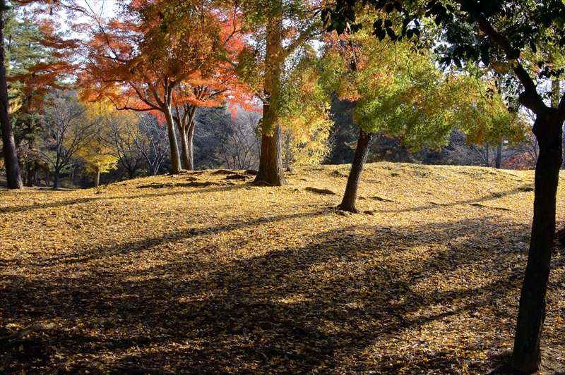 1012_奈良公園_奈良