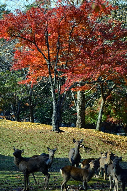 1013_奈良公園_奈良