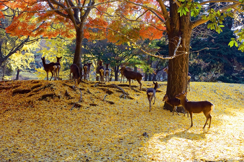 1014_奈良公園_奈良