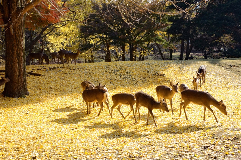 1015_奈良公園_奈良