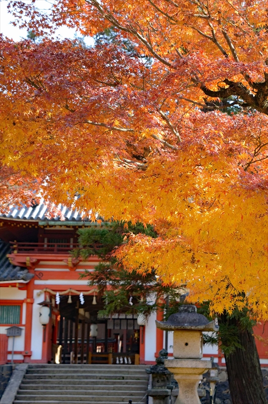 1018_奈良公園_奈良