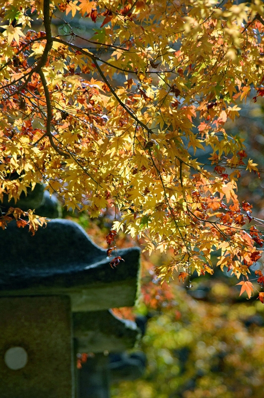 1025_奈良公園_奈良