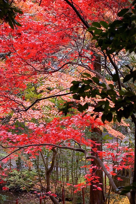 1063_洛東 今熊野観音寺_京都