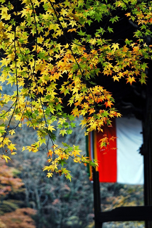 1065_洛東 今熊野観音寺_京都