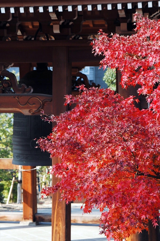 1023_洛東 智積院_京都