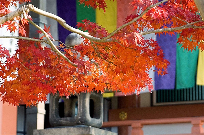 1025_洛東 智積院_京都