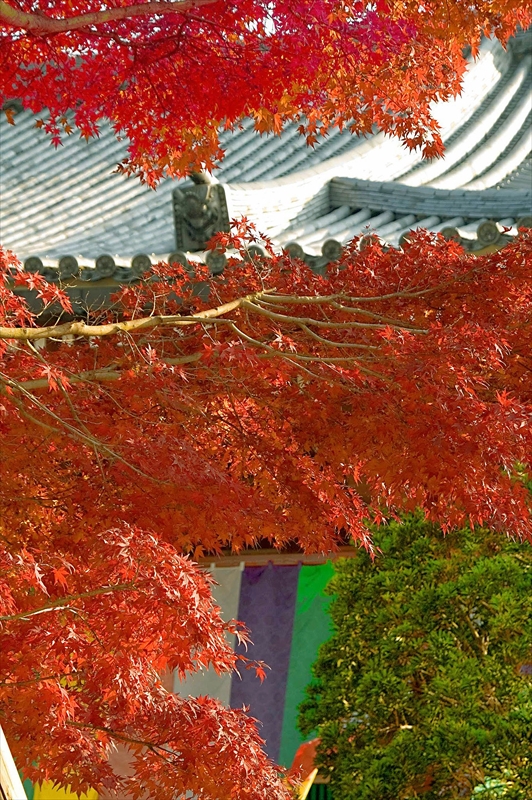 1026_洛東 智積院_京都