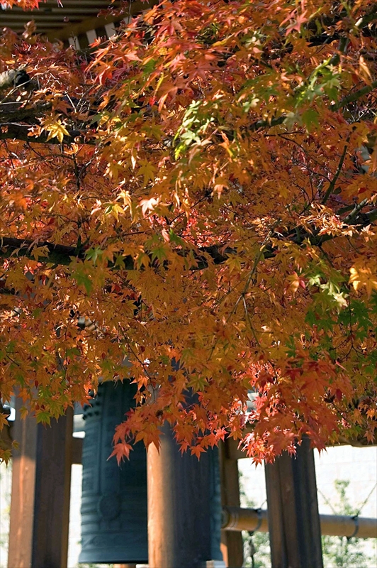 1027_洛東 智積院_京都