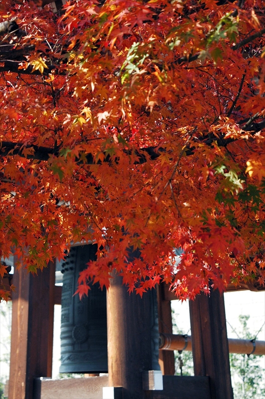 1028_洛東 智積院_京都