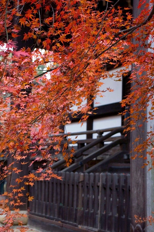 1202_洛東 真正極楽寺 (真如堂)_京都