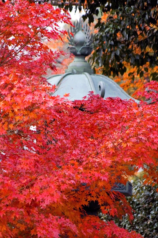 1208_洛東 真正極楽寺 (真如堂)_京都
