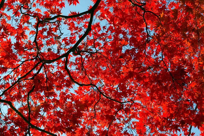 1017_彦根城_滋賀