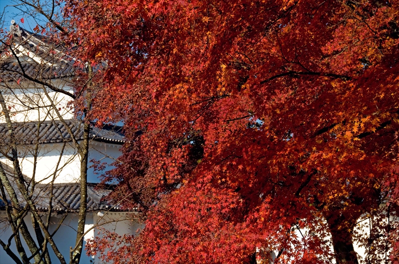 1022_彦根城_滋賀