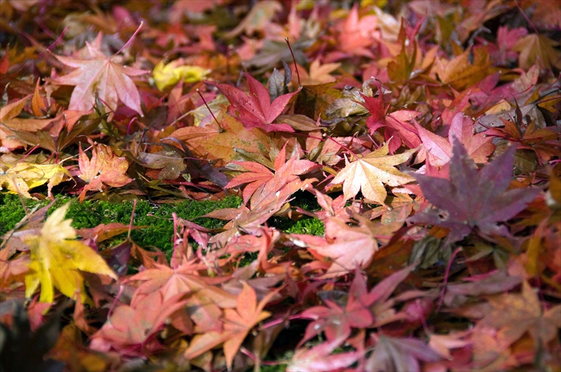 1032_西明寺_滋賀