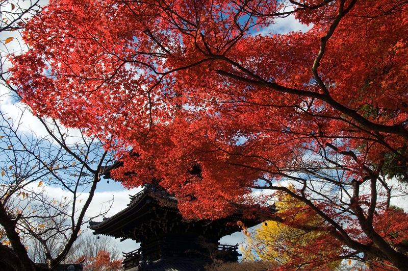 1209_洛東 真正極楽寺 (真如堂)_京都