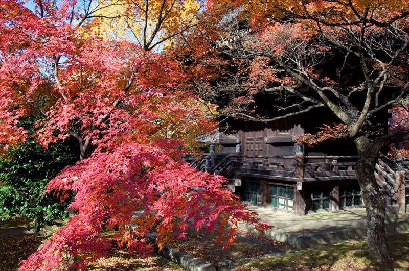 1211_洛東 真正極楽寺 (真如堂)_京都