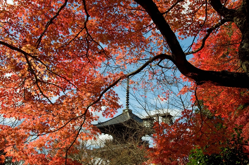 1212_洛東 真正極楽寺 (真如堂)_京都