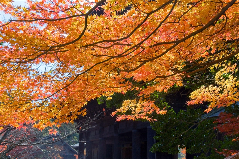 1097_洛東 南禅寺_京都