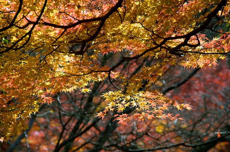 1213_洛東 真正極楽寺 (真如堂)_京都