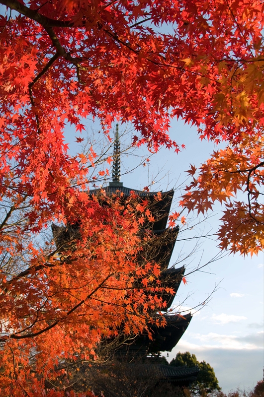 1111_洛中 東寺_京都