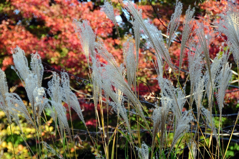 1007_姫路城_兵庫