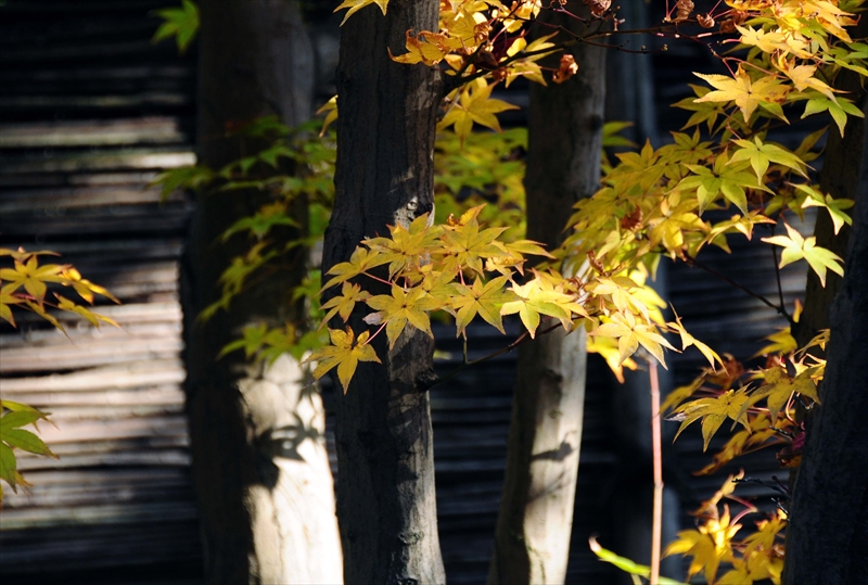 1009_姫路城_兵庫