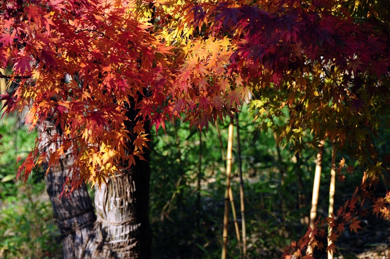 1013_姫路城_兵庫
