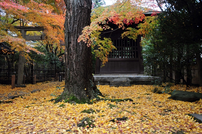 1005_洛北 蓮華寺_京都
