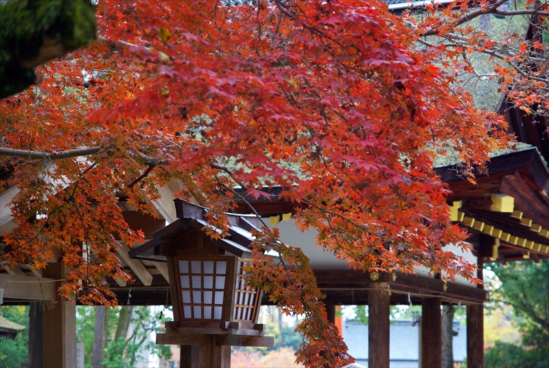 1073_洛北 下賀茂神社_京都