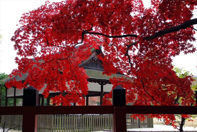 1075_洛北 下賀茂神社_京都