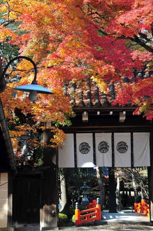 1013_洛北 今宮神社_京都
