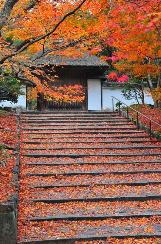 1244_洛東 安楽寺_京都