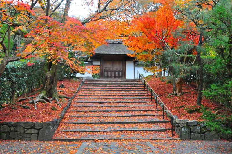 1245_洛東 安楽寺_京都