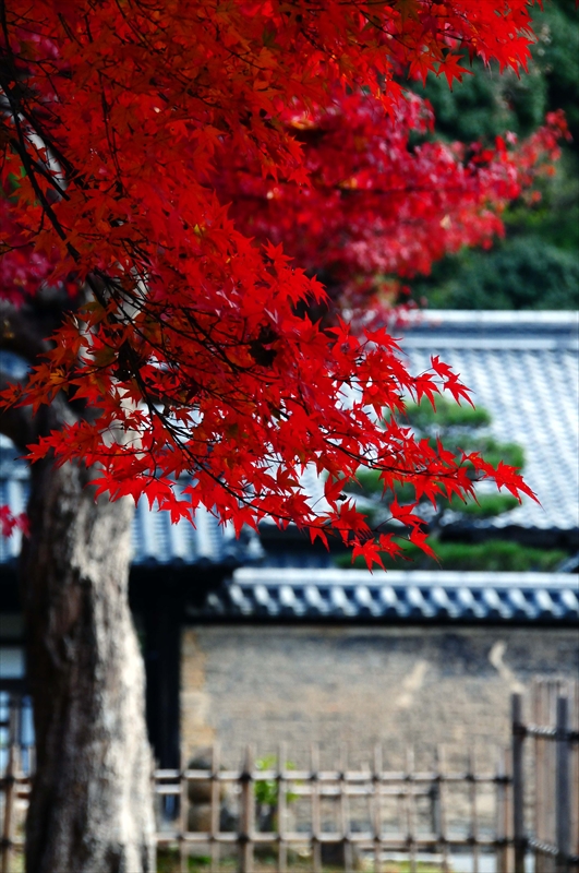 1047_奈良公園_奈良