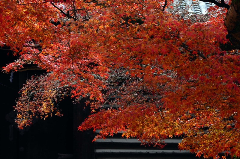 1051_奈良公園_奈良