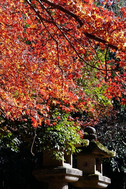 1059_奈良公園_奈良