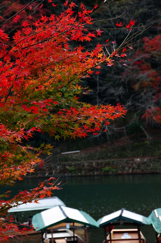 1061_奈良公園_奈良