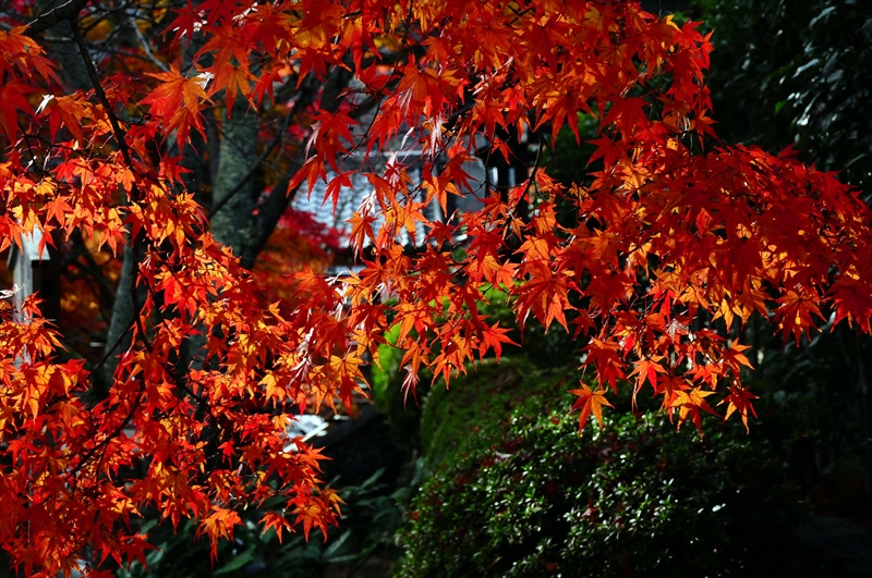 1064_奈良公園_奈良