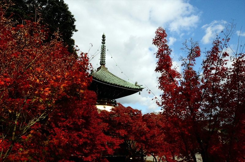 1067_奈良公園_奈良