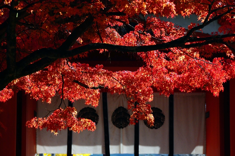 1070_奈良公園_奈良