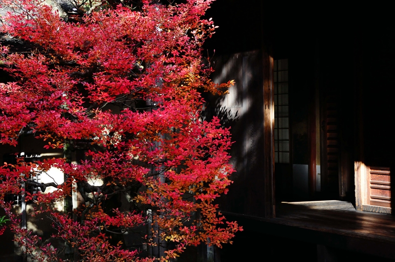 1071_奈良公園_奈良