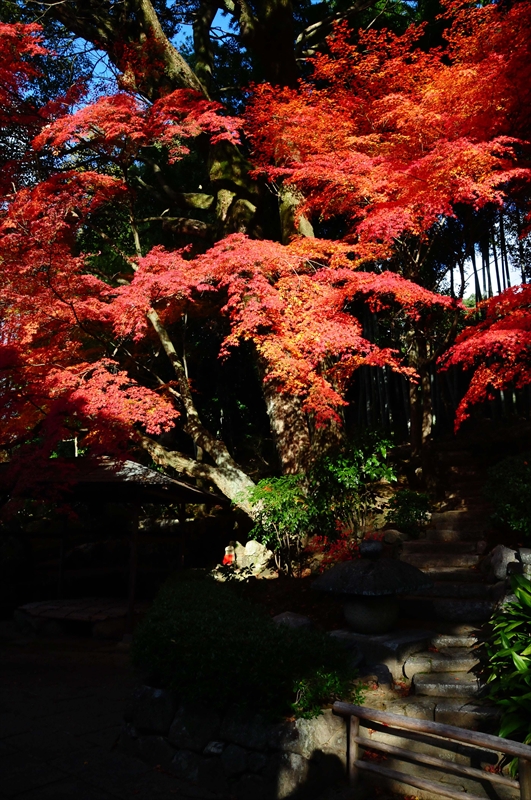 1077_奈良公園_奈良