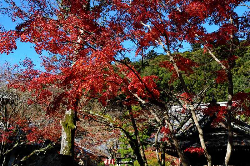 1003_修善寺_静岡