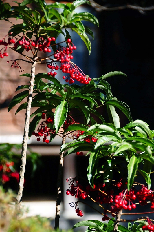 1059_鎌倉円覚寺_神奈川