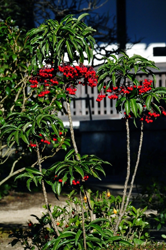 1061_鎌倉円覚寺_神奈川