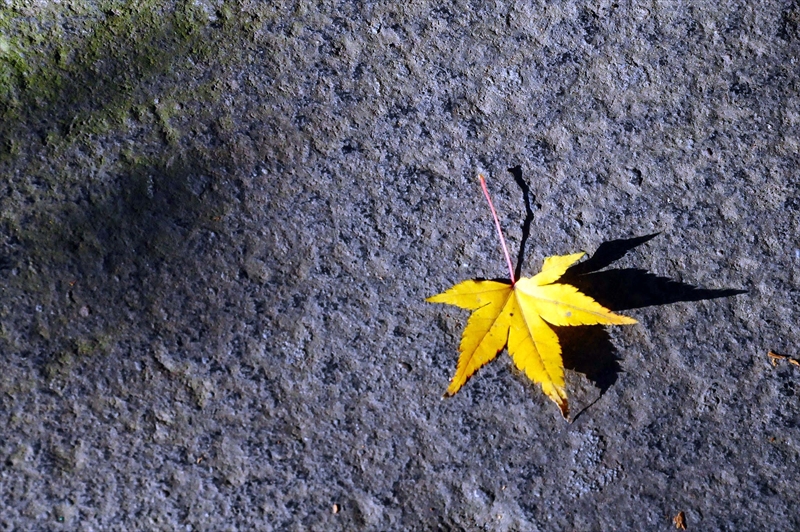 1066_鎌倉円覚寺_神奈川