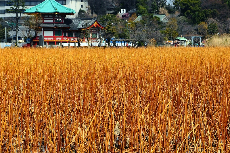 1033_不忍池_東京
