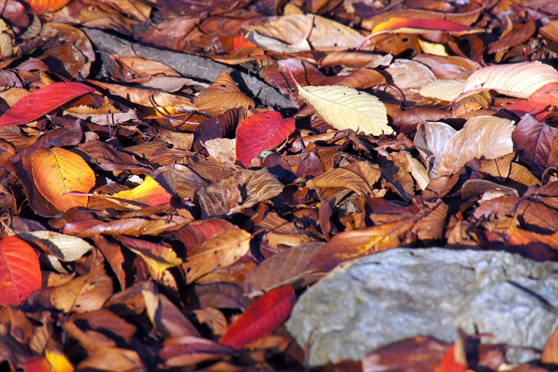 1118_横浜市新羽町_神奈川