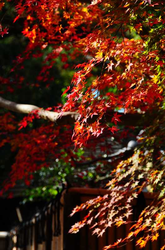 1001_後楽園_岡山