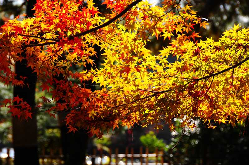 1007_後楽園_岡山